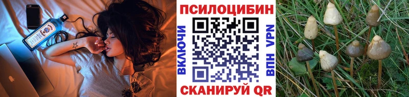 купить наркоту Новотитаровская Псилоцибиновые грибы Magic Shrooms
